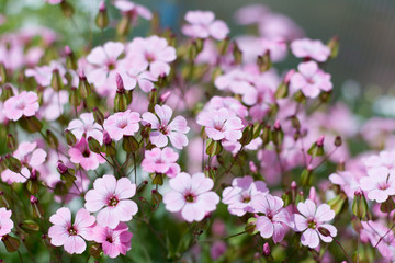 beautiful summer pink small flowers,selective focus,floral background