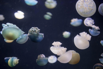 Blurry breede river jellyfish species forms large swarms in the Breede River during summer