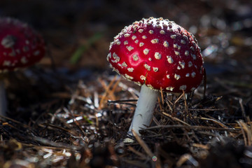 Amanita toxic poison red mushroom in the forest close up. Macro photography