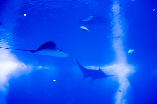 Blurry photo of a large blue sea aquarium with different fishes like manta rays sharks, eagle rays