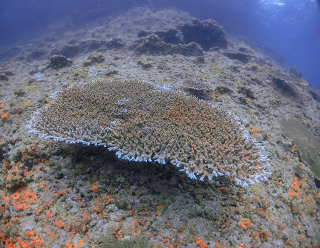 A large piece of Table Coral (Acropora pulchra)