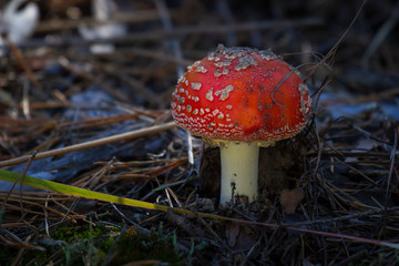 mushrooms grow in the forest