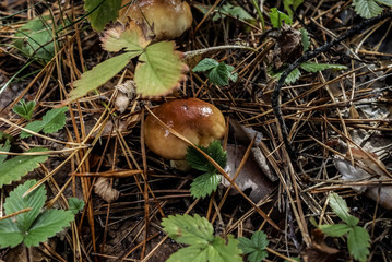 Mushroom boletus.The most delicious kind of mushrooms in Europe. Oak boletus mushroom found in the forest close up. Acorn. Fallen leaves. Nature