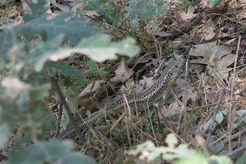 lagarto