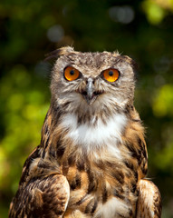 Eagle-owl, budo budo