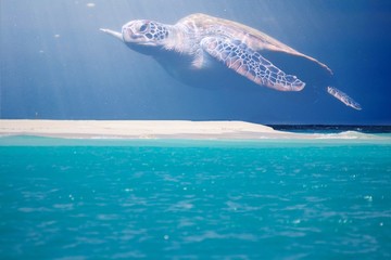 turtle in the sky, giant in the sky