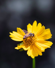 Macro - flowers - Bee