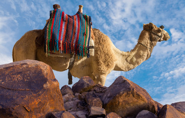 Dromedar camel in the background sands of hot desert, Egypt, Sinai