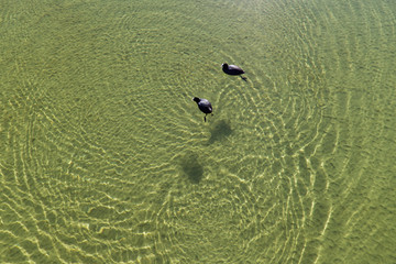 Enten und Vögel im Wasser 