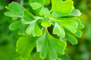 Gingko biloba leaves in nature with sunshine.Green leaves of dingo tree.