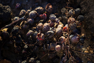 After harvesting in October, some grapes remain on the vine and dried out