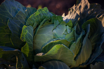 cabbage in the garden