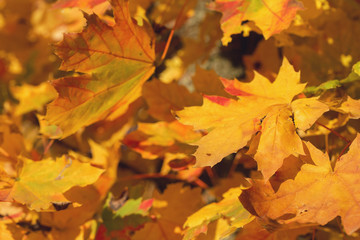 Naklejka na ściany i meble Red and Orange Autumn Leaves Background, Golden autumn in warm colors