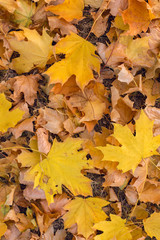 Red and Orange Autumn Leaves Background, Golden autumn in warm colors