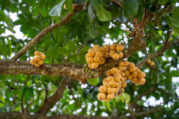 A fresh fruit Longkong and leaf on the Longkong tree in the harvest season. Longkong is a tropical fruit.