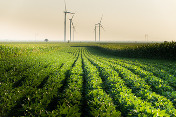 Wind turbines in soybean field on sunset
