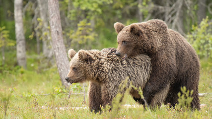Fototapeta premium Two young brown bears mating in the Finnish bog near the Russian border