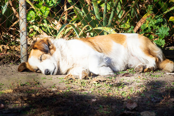 Cute brown and white puppy lying down outdoors in the green grass