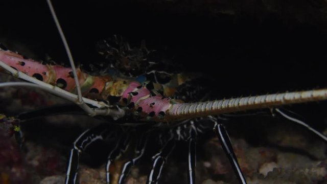 Painted Lobster, Panulirus Versicolor closeup 