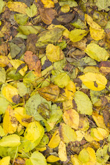 Red and Orange Autumn Leaves Background, Golden autumn in warm colors