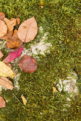 Red and Orange Autumn Leaves Background, Golden autumn in warm colors