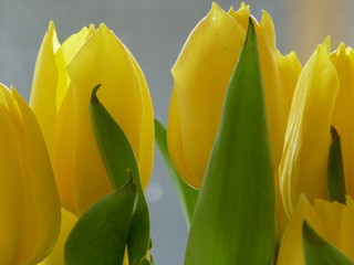 Tulpe , gelb