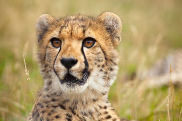 Fototapeta na wymiar Portrait of young cheetah