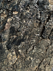 old tree trunk for texture background
