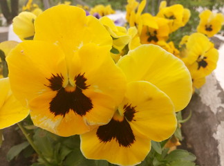 closeup picture of beautiful flowers