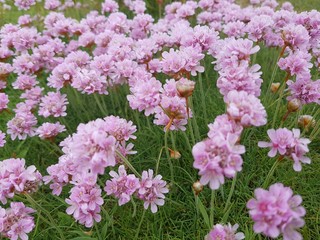 pink flowers in the garden