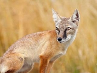 Corsac fox, vulpes corsac