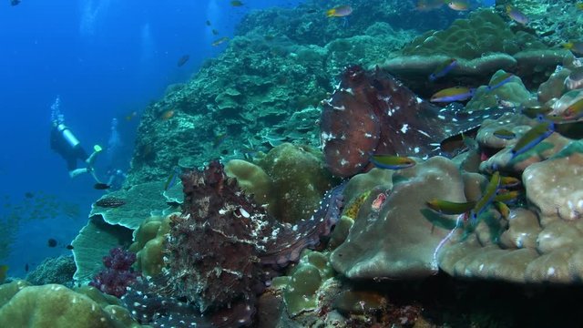 Reef octopus, Octopus cyanea mating