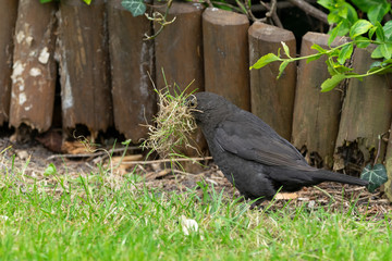 Amselweibchen sucht Nestbau material