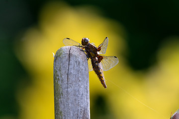 Libelle gro&szlig;