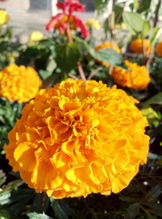 closeup piture of beautiful flowers