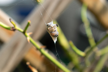 Spinnen beute eingewickelt