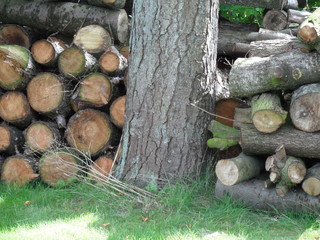Baum mit Stapelholz