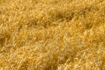 wheat, field, agriculture, grain, crop, nature, summer, cereal, farm, plant, corn, yellow, food, harvest, barley, rye, ripe, golden, gold, seed, bread, straw, growth, agricultural, autumn, beautiful, 