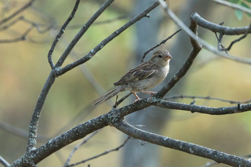 Pajaro