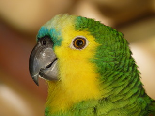Amazona Aestiva (Papagaio-verdadeiro)