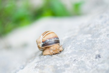 snail on stone