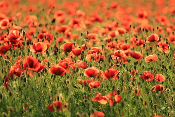 Beutiful red poppy flowers on field in summer