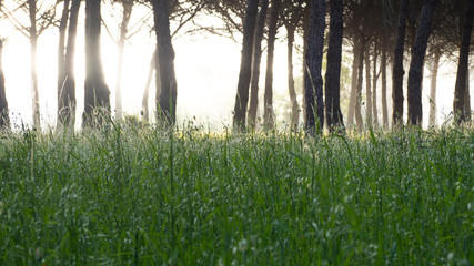 pine forest with ferns