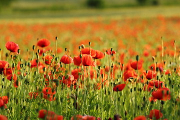 Poppy flowers field in evening light in the summer