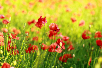 Red poppy flowers in summer countryside
