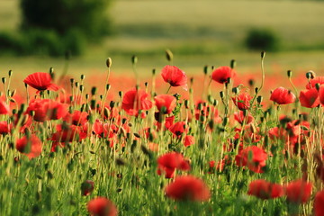 Beutiful red poppy flowers in summer countryside
