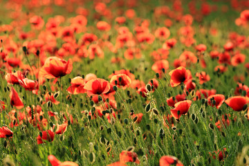 Fototapeta na wymiar Red poppy flowers field in summer evening
