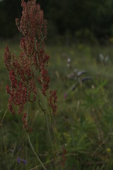 autumn leaves on green grass
