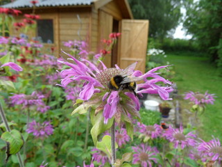 Gartenblume , lila