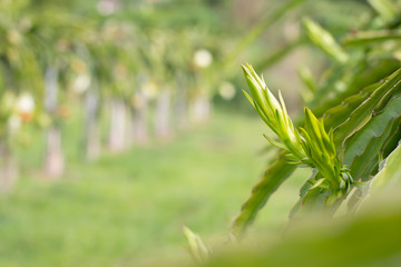 Fototapeta premium Dragon fruit flower on plant, A pitaya or pitahaya is the fruit of several cactus species indigenous to the Americas. It's popular plantation in south-east Asia